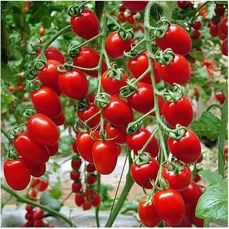 Buy Organic Creeper Tomato Plant Online in Pakistan | High Yield Climbing Variety