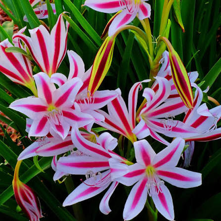 Crinum/Crinium Mother Bulb  Large, Fragrant & Fast-Blooming Bulb