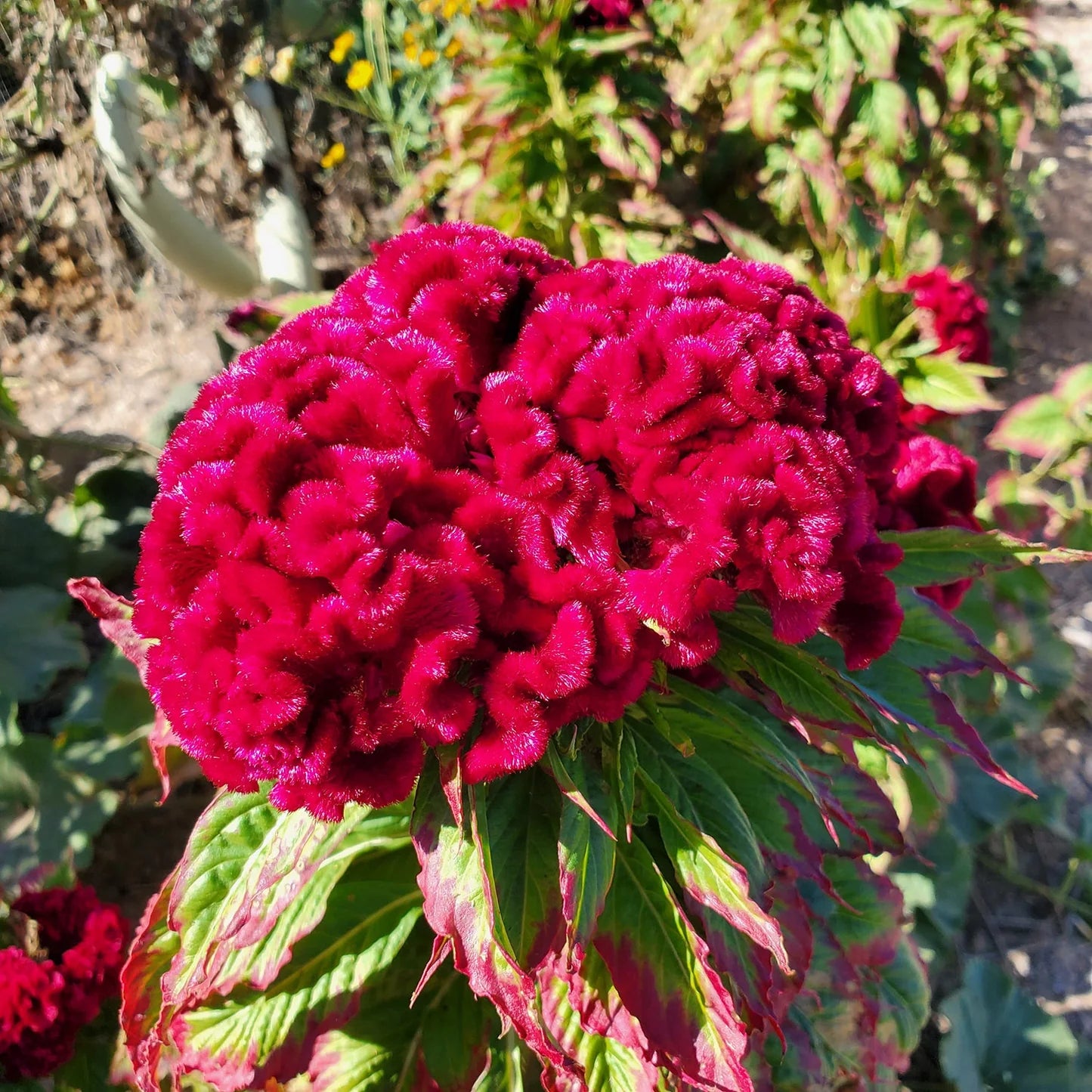 Cristata Tall Mix Seeds – Vibrant Feathered Cockscomb