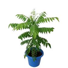 Curry Patta Plant – Fresh Curry Leaf Plant for Home Gardens
