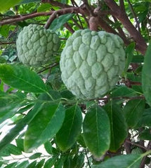Custard Apple (Shareefa) Plant  Sweet & Nutritious Fruit Tree