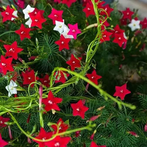 Cypress Vine Seeds – Ornamental Climbing Flowers