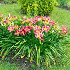 Day Lily 1 Bulb (Common) | Hardy Perennial Flower for Pakistan Gardens