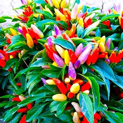 Peperoncino Ornamentale Seeds – Decorative Ornamental Chili Pepper