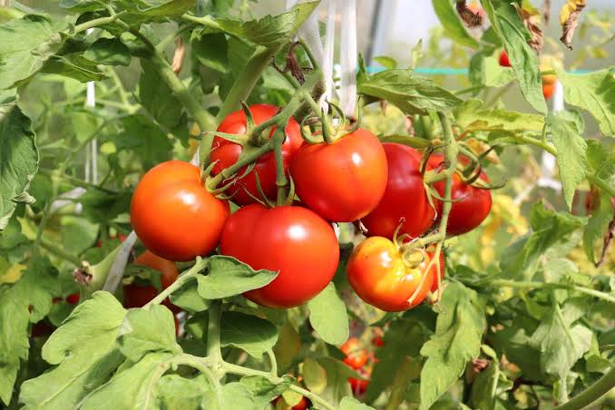Determinate Tomato Seeds (Hybrid) – Compact Bush Variety for Kitchen Gardens