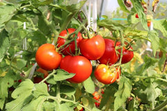 Determinate Tomato Seeds (Hybrid) – Compact Bush Variety for Kitchen Gardens