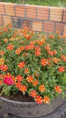 Din ka Raja (Portulaca) Flower Plant Summer Blooming, Heat-Tolerant Flower