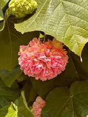 Dombeya Plant  Beautiful Tropical Shrub with Rosy, Clustered Blooms