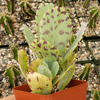 Dotted Variegated Kalanchoe – Premium Ornamental Succulent Plant
