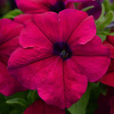 Petunia Burgundy Flower Seeds  Rich-Colored Winter Flowers
