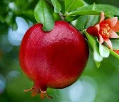 Qandhari Anaar  Grafted Fruit Plant (2 Year Old)