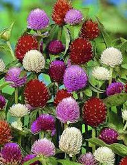 Gomphrena Mix Flower Seeds in Pakistan  Colorful Globe Amaranth Blooms