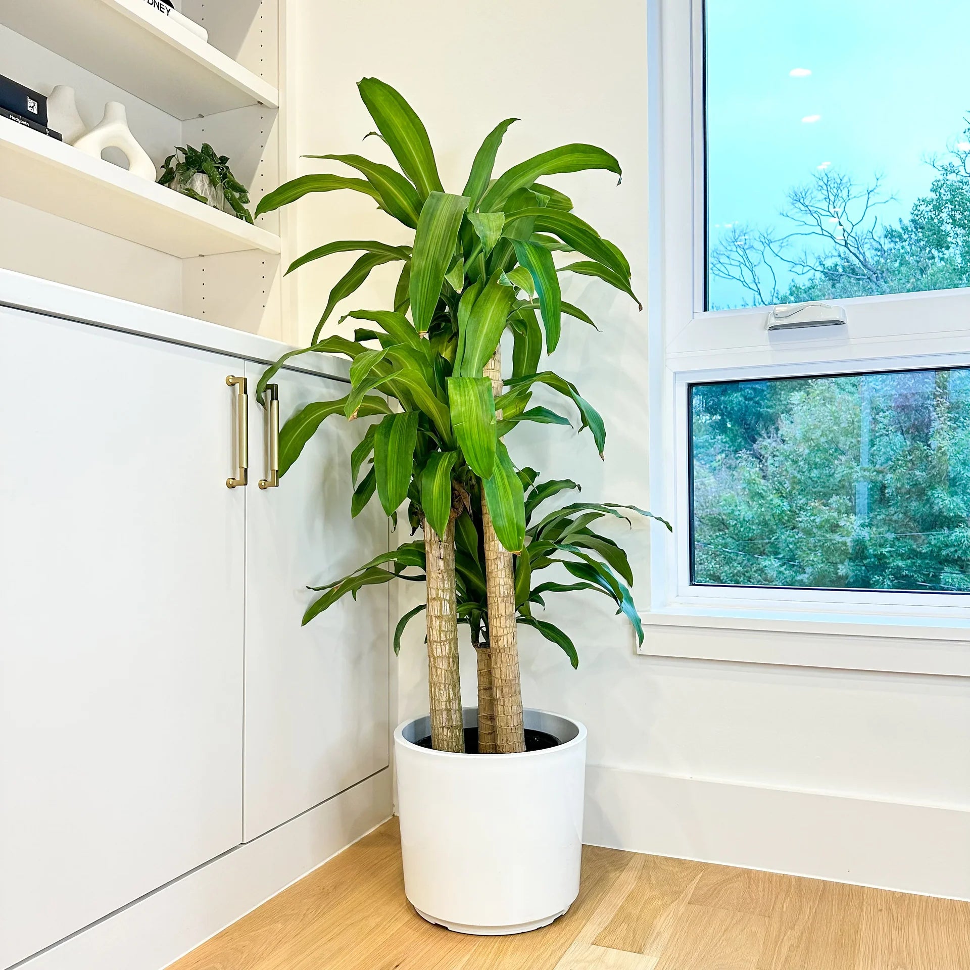 Corn Leaf Dracaena Plant – Premium Indoor Ornamental Foliage Plant