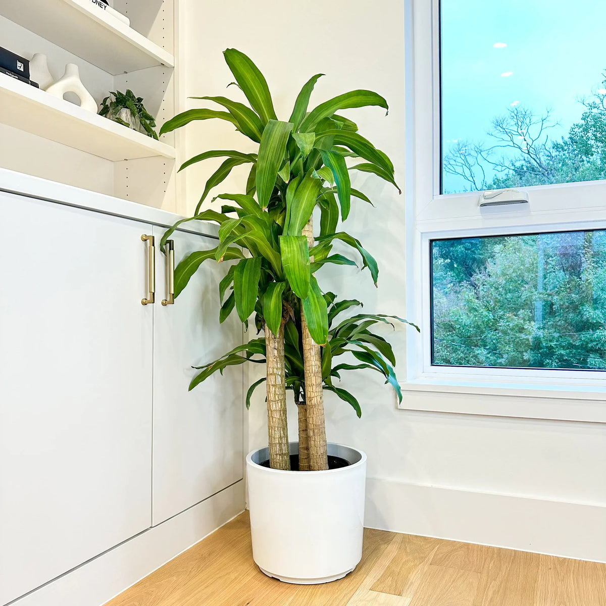 Corn Leaf Dracaena Plant – Premium Indoor Ornamental Foliage Plant