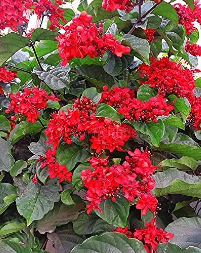 Dum Dum Vine Plant  Fast-Growing Ornamental Climber for Home & Garden