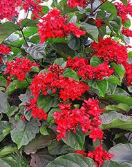 Dum Dum Vine Plant  Fast-Growing Ornamental Climber for Home & Garden