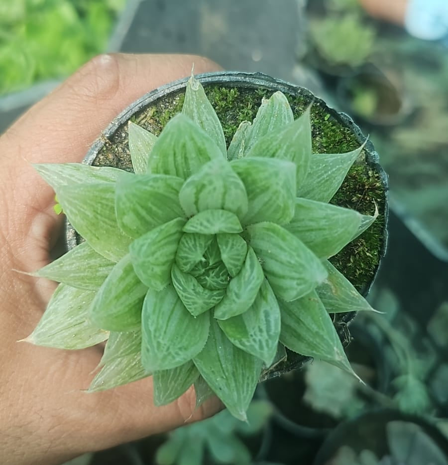 Haworthia Succulent – Indoor Decorative Low-Maintenance Plant
