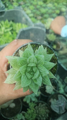 Haworthia Succulent – Indoor Decorative Low-Maintenance Plant