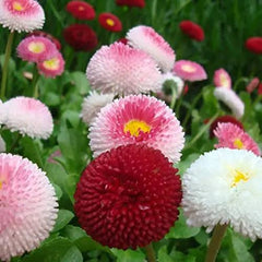 English Daisy Mix Seeds in Pakistan  Charming Seasonal Flowering Plants