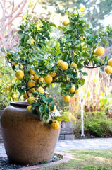 Eureka Lemon Plant  1 Year Old