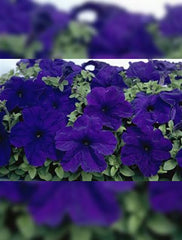 F1 Petunia Blue Veined Seeds in Pakistan  Hybrid Winter Flower Seeds for Pots & Borders