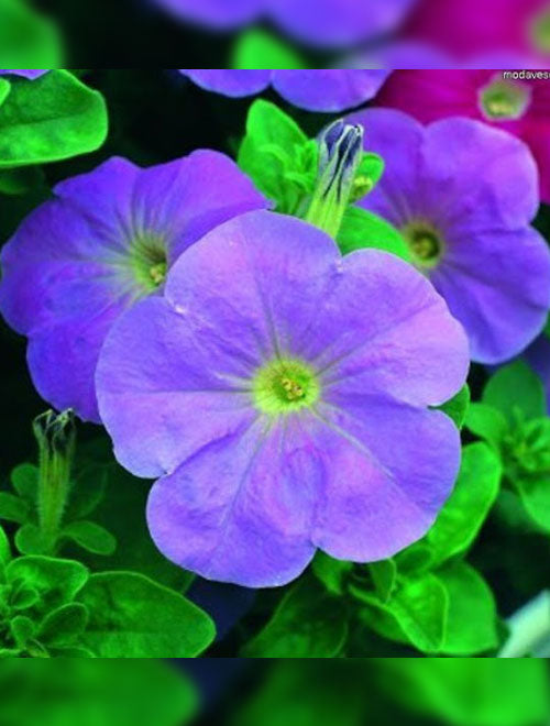 F1 Petunia Grandiflora Viola Seeds in Pakistan  Hybrid Purple Winter Flower Seeds