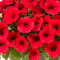 F1 Petunia Red Veined Seeds in Pakistan  Hybrid Winter Flower Seeds for Pots & Borders