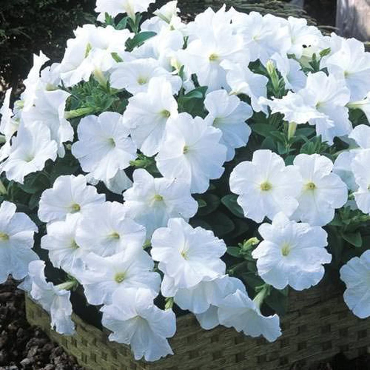 F1 Petunia Grandiflora White Seeds in Pakistan  Hybrid Winter Flower Seeds for Pots & Borders