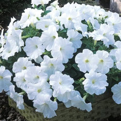 F1 Petunia Grandiflora White Seeds in Pakistan  Hybrid Winter Flower Seeds for Pots & Borders