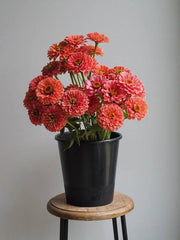 F1 Zinnia Dwarf Bronze Seeds – Heat Tolerant Summer Flower
