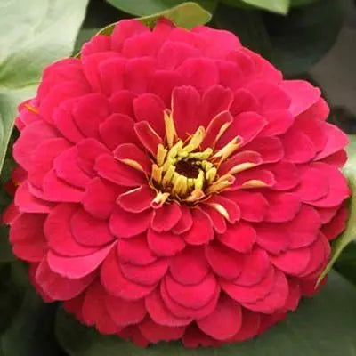 F1 Zinnia Dwarf Cherry Seeds – Compact Summer Flow