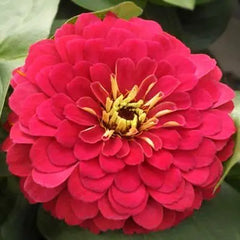F1 Zinnia Dwarf Cherry Seeds – Compact Summer Flow