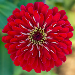 F1 Zinnia Dwarf Red Seeds – Compact Summer Flower