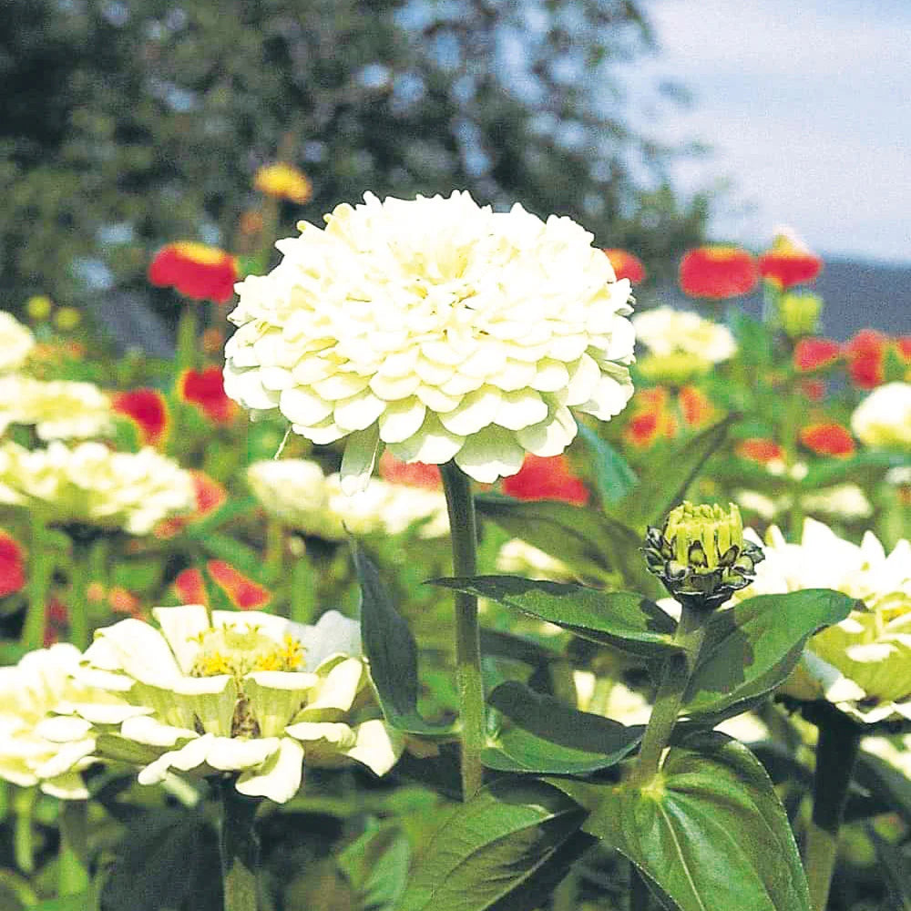 F1 Zinnia Dwarf White Seeds – Compact Summer Flower