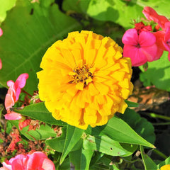 F1 Zinnia Dwarf Yellow Seeds – Compact Summer Flower