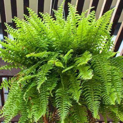 Fern Plant  Elegant Green Foliage for Indoors & Outdoors