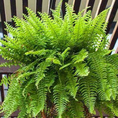 Fern Plant  Elegant Green Foliage for Indoors & Outdoors