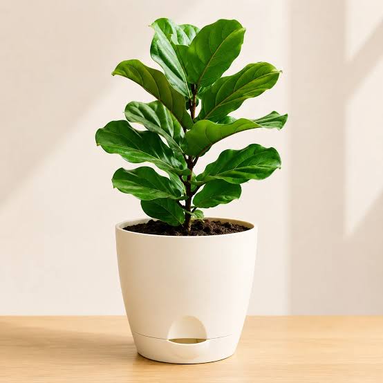 Fiddle Leaf Plant – Premium Fiddle Leaf Fig (Ficus lyrata)