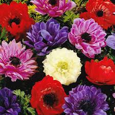 Flowering Bulbs (Copy)
