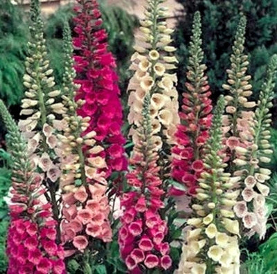 Foxglove Mix Seeds in Pakistan  Tall Spikes of Seasonal Colorful Flowers