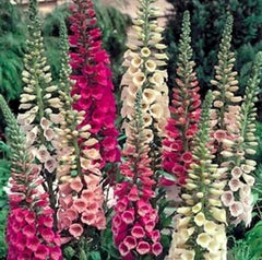 Foxglove Mix Seeds in Pakistan  Tall Spikes of Seasonal Colorful Flowers
