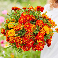 French Marigold Double Shade Dwarf Seeds in Pakistan  Two-Tone Compact Flowering Plants