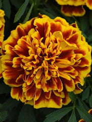 French Marigold Orange Dwarf Seeds in Pakistan  Compact Seasonal Flower Seeds
