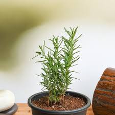 Fresh Rosemary Plant  Aromatic, Medicinal & Easy to Grow