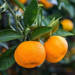 2-Year-Old Fruiter Grafted Plant  Early Fruiting Citrus Tree
