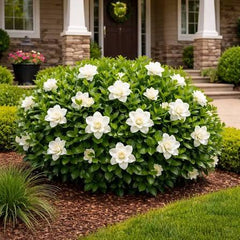 Gardenia Big Plants  Fragrant & Elegant Blooms