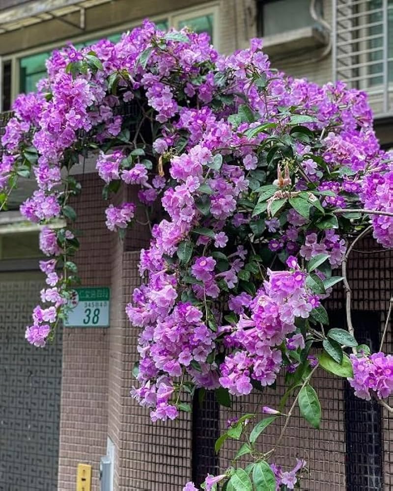 Garlic Vine Plant  Beautiful Purple Blooms with a Natural Garlic Aroma