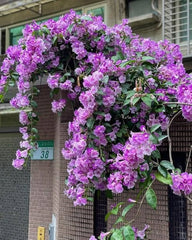 Garlic Vine Plant  Beautiful Purple Blooms with a Natural Garlic Aroma