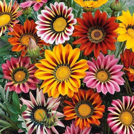 Gazania Sunshine Seeds in Pakistan  Bright Sun-Loving Seasonal Flowering Plants