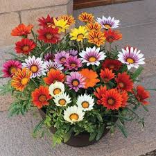Gazania Plant  Bright & Long-Lasting Blooms